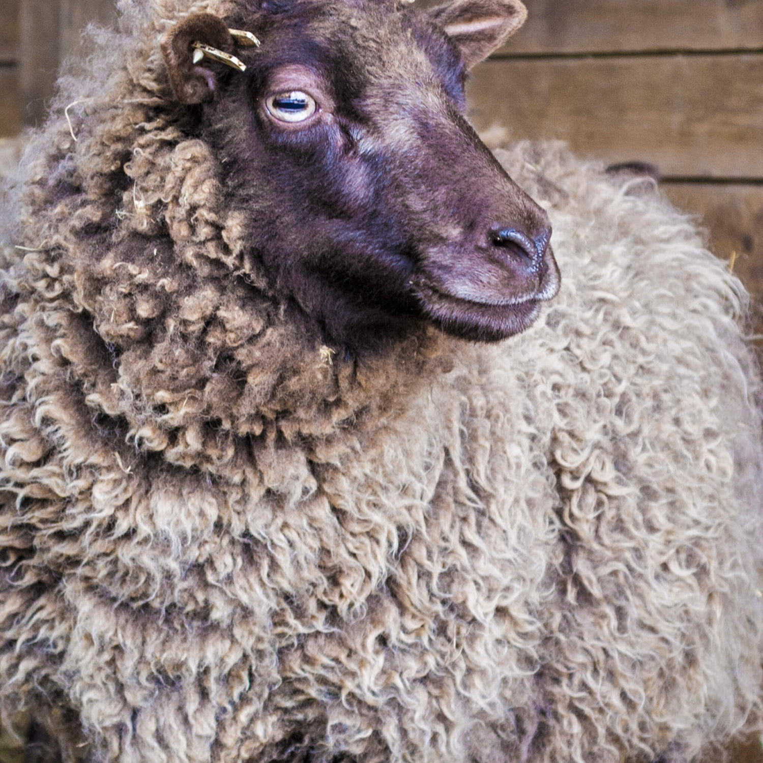 Fibres naturelles et biologiques